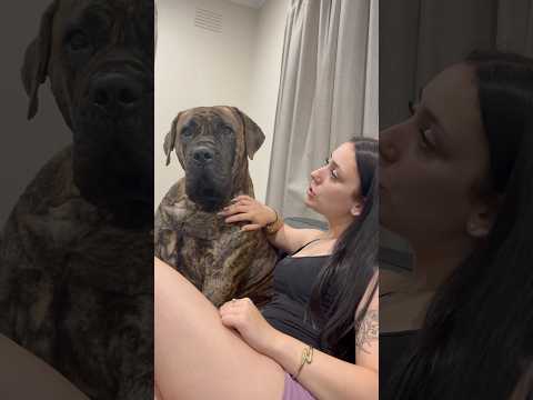 Beautiful Boerboel