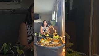 I created an indoor pond for my lotus seeds #indoorpond #plantpeople #aquaticplant