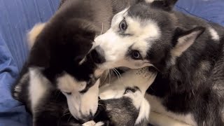 ¿Qué hace una familia de huskies con su cachorro un día cualquiera?