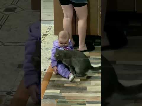 El Gatito Sabía Lo Que Tenía Que Hacer 😲 #shorts #gatos #interesting