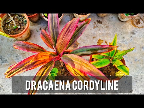 Dracaena Cordyline: The Most Stunning Colorful Plant You Need!