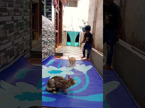 Chinni pillini 🐈 pedda pilli 😺 karusthundhi lopaliki thisukoni vellu 🫣😋 #youtubeshorts #viral #cat