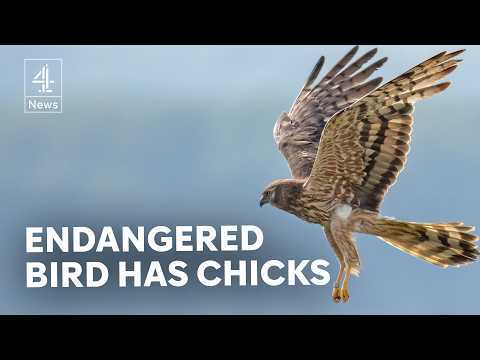 YouTube video thumbnail: UK’s Rarest Breeding Birds Raise Chicks for First Time in six Years