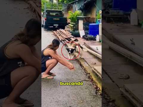 su perro no lograba reconocerla #perros #animales #shorts