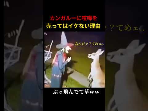 カンガルーに喧嘩を売ってはいけない理由www #shorts