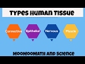 Exploring the Four Types of Human Body Tissue