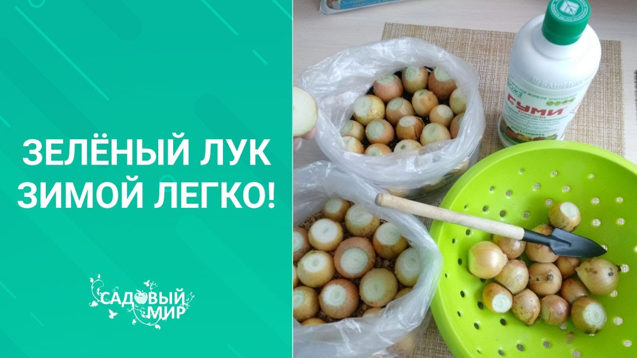 САМЫЙ ПРОСТОЙ И ЛЕГКИЙ способ вырастить зеленый лук зимой на подоконнике без земли и горшка в пакете