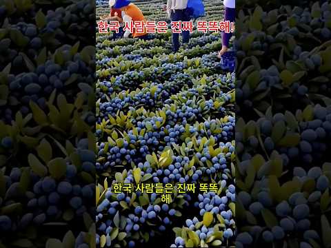 이 블루베리 품종 만든 한국인의 천재성!