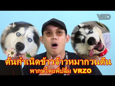 ก่อนที่จะมาเป็นหมาข้าวจ้าว (ต้นกำเนิดฉบับVrzo)