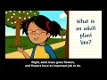 Plant Life Cycle and Growth