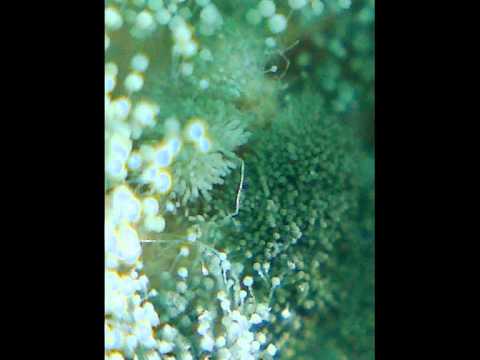 黴菌森林 - YouTube(1分17秒)