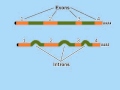 RNA Processing and Gene Expression
