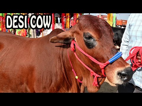 Sahiwal cow from Punjab India