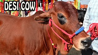 Sahiwal cow from Punjab India