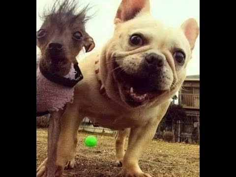 😺 Я и моя красивая подруга! 🐕 Смешное видео с собаками и кошками! 😸