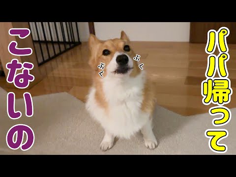 パパが帰ってこない日は、必ず怒りだすコーギー【出張】