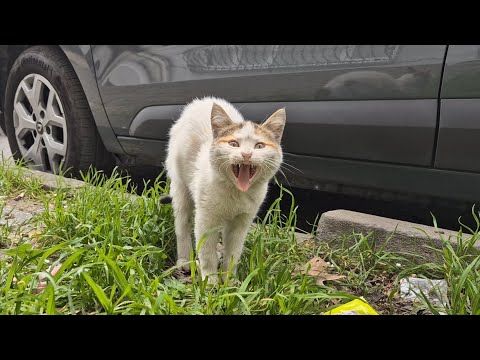 Adorable homeless kitten living on the street.