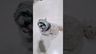 cute puppy#shitzu🐶🐾