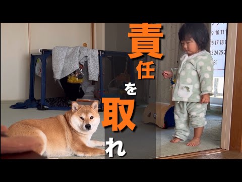 柴犬＆１歳児コンビが家中で大暴れ。優しいパパが許してくれない日