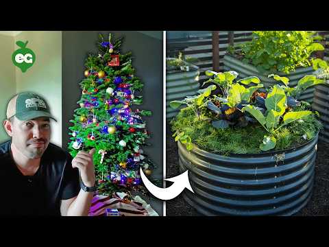 How Smart Gardeners Use Their Old Christmas Trees🎄