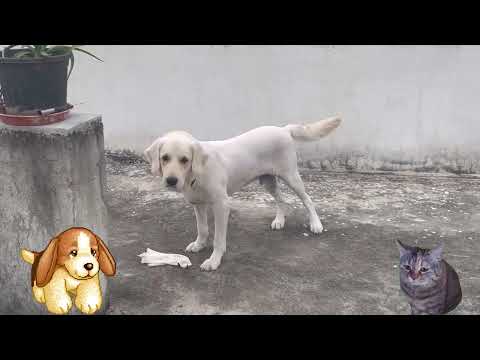 golden retriever dog playing #dog #goldenretriever