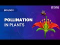 Pollination and Its Importance