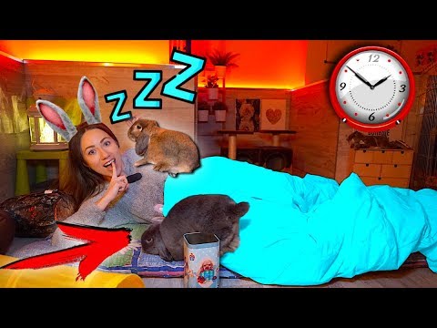 Ночь в доме у Кроликов 24 часа Челлендж Попробуй Уснуть | Elli Di Pets