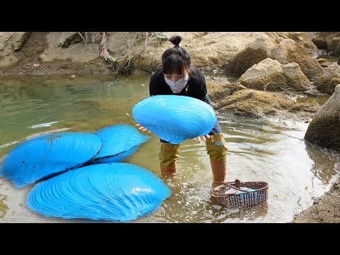 Blue giant clams appeared in the dry river in the wild, and the girl discovered a treasure of pearls