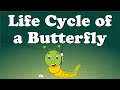 Exploring the Life Cycle of a Butterfly
