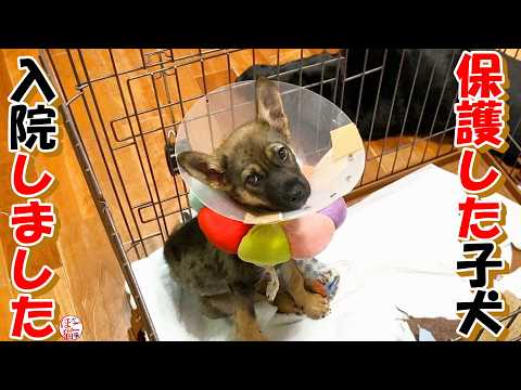 【保護犬　子犬】保護した子犬が入院になりました＋おまけコーナー