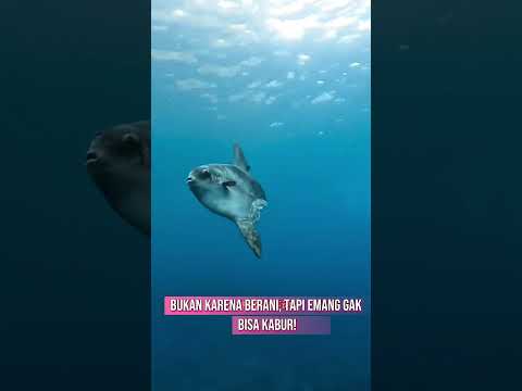 Ikan Paling Gagal di Laut! 🤯 #FaktaUnik #HewanLaut