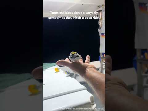 Turns out birds donโt always fly, sometimes they hitch a ride on a boat.