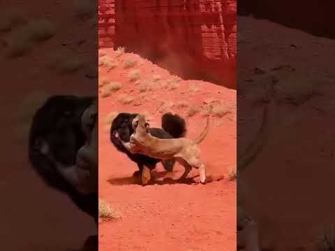 Dominio absoluto Perro enorme contra Puma en el Ca帽贸n
