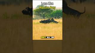 Lone Lion, Massive Prey