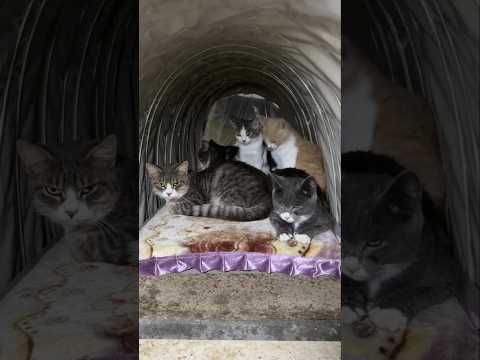 It's getting cold. The kittens won't be here much longer. #catvideos #cat #kitten #catvideos #kitty