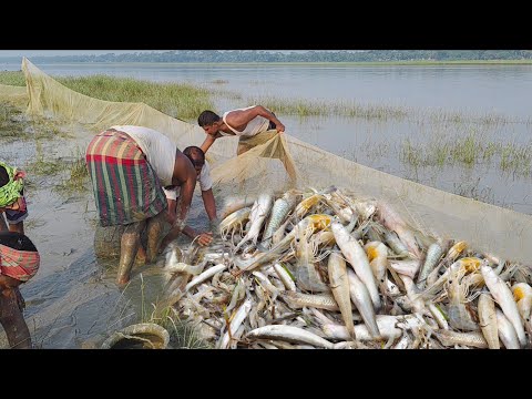 বর্ষাকালে গড়া জালে প্রচুর মাছ পাওয়া যাচ্ছে। Amazing River Mixed Fish Hunting in rainy season 2025