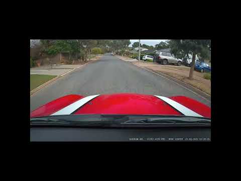 Animal nearly gets hit by cammer