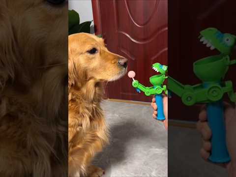 Crazy Funny Dog Prank 😂#funny #dog #shorts
