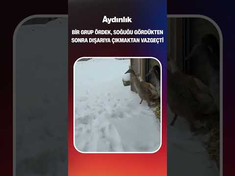 Bir grup ördek, soğuğu gördükten sonra dışarıya çıkmaktan vazgeçti #shorts #keşfet