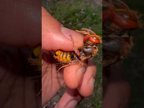 Handling a female European Hornet! 🔥 #wasp#insect#insects#bug#bugs#tarantula#tarantulas#spiders#fyp