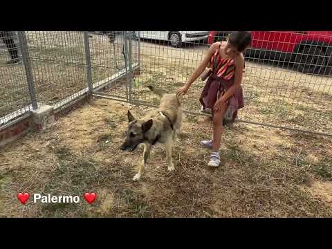 click to play the video