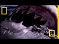 Great White Sharks: Understanding the Apex Predator