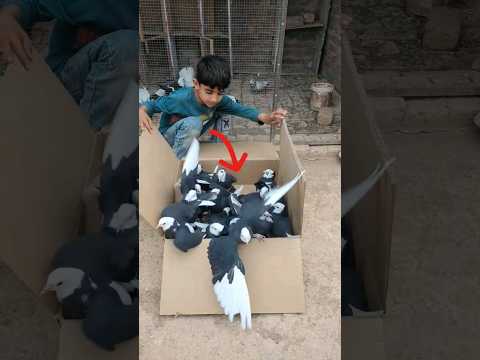 23 Baby Black Mukhi Fancy Kabootar || New all Baby Pigeon 190 Video ?? #shorts #pigeon