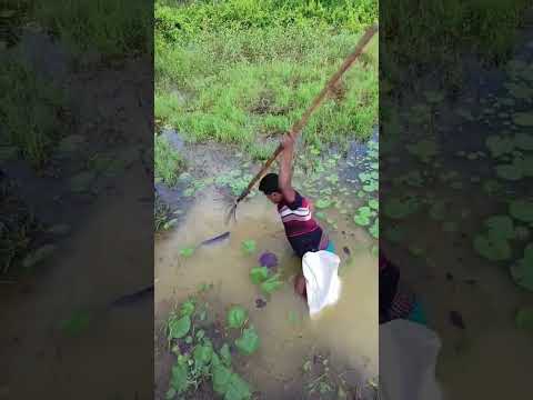 fish in village 😧 #funny #funnyclip #comedy