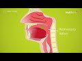 Swallowing Process and Stages