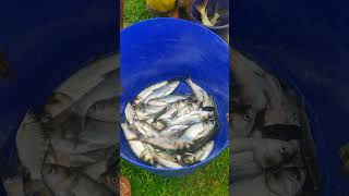 #bigfish #fishing