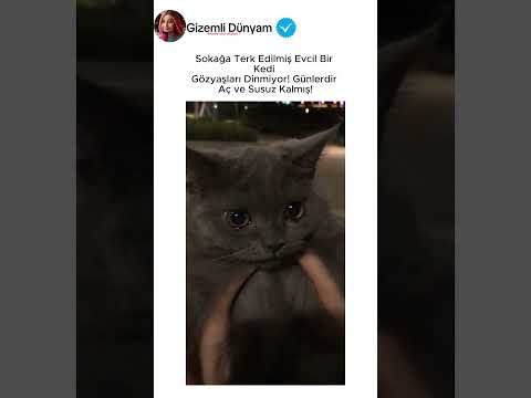 Sahibi Sokağa Terk Etmiş Ağlıyor 😭#shorts