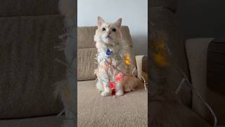 e ainda pude muito 😮‍💨#gatosfofos #gatosengraçados #feliznatal