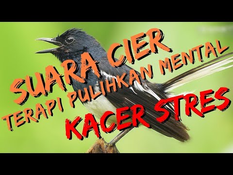🔴TERAPI KACER CIER CIER KHAS KACER