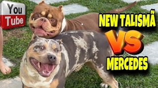 ❤️‍🔥 New Talismã é completamente apaixonado pela Mercedes!